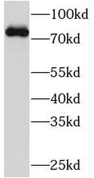 PJA1 Antibody