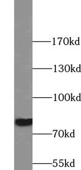 PRKCG Rabbit Polyclonal Antibody