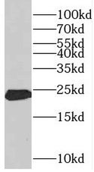 CSH1 Antibody