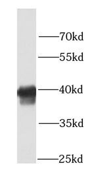 PLEK Rabbit Polyclonal Antibody