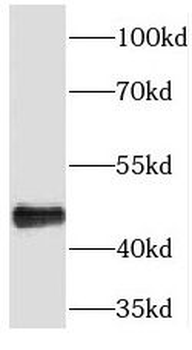 PLEKHA1 Rabbit Polyclonal Antibody