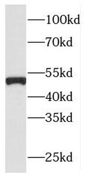 PLEKHA8 Rabbit Polyclonal Antibody