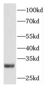 PLEKHF1 Antibody