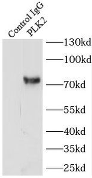PLK2 Antibody