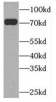 PLK3 Antibody