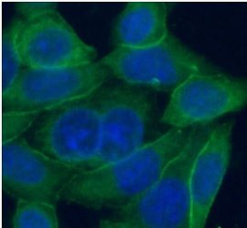 PLSCR1 Rabbit Polyclonal Antibody