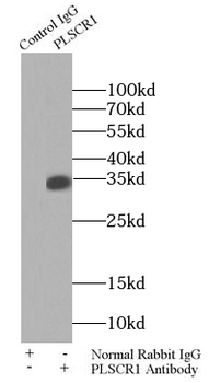 PLSCR1 Rabbit Polyclonal Antibody