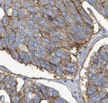 PLSCR1 Rabbit Polyclonal Antibody