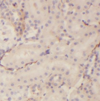 PLSCR3 Rabbit Polyclonal Antibody