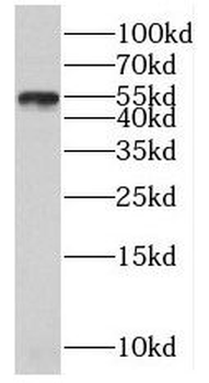 PLXDC2 Rabbit Polyclonal Antibody