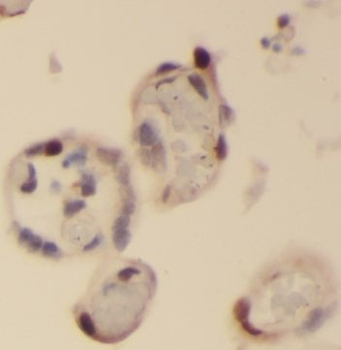 PM20D2 Rabbit Polyclonal Antibody