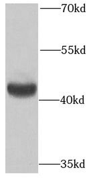 PMPCB Rabbit Polyclonal Antibody