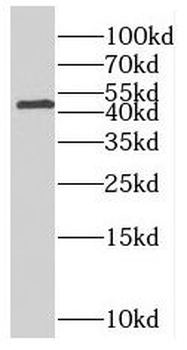 PNCK Rabbit Polyclonal Antibody