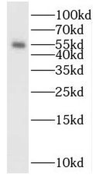 POLM Antibody