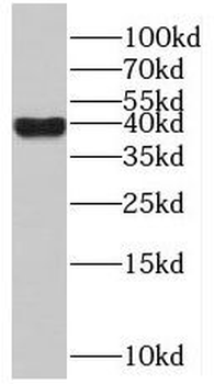 POLR1C Antibody