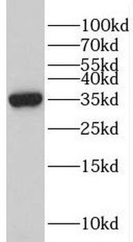 POU2AF1 Rabbit Polyclonal Antibody