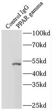 PPARG Rabbit Polyclonal Antibody