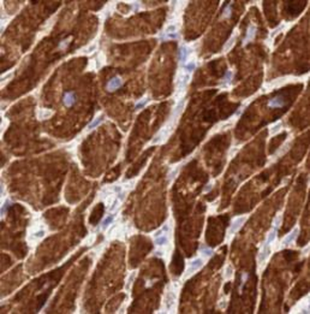 PPARG Rabbit Polyclonal Antibody
