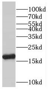 PPIH Rabbit Polyclonal Antibody