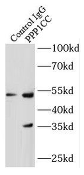 PPP1CC Rabbit Polyclonal Antibody