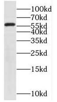 PPP5C Rabbit Polyclonal Antibody