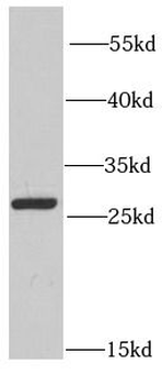 PRDX6 Antibody
