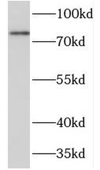 PRKCSH Antibody