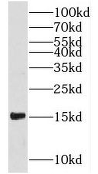 PFN1 Antibody