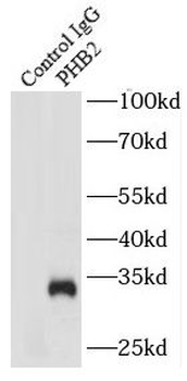PHB2 Rabbit Polyclonal Antibody