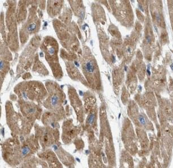 PHB2 Rabbit Polyclonal Antibody