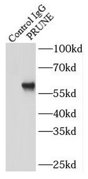 PRUNE1 Rabbit Polyclonal Antibody