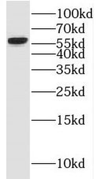 PSIP1 Rabbit Polyclonal Antibody