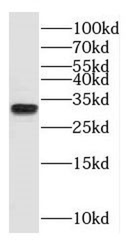 PSMA1 Antibody