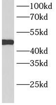 PSMC4 Antibody
