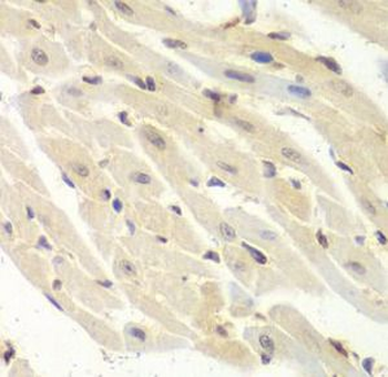 PSME1 Antibody