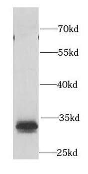PTGES2 Antibody