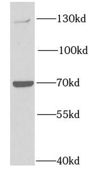 PTPRA Rabbit Polyclonal Antibody