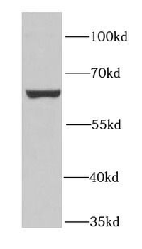 PUF60 Rabbit Polyclonal Antibody