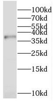 PEX2 Antibody
