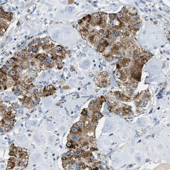 RAB10 Rabbit Polyclonal Antibody