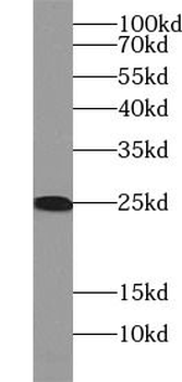 RAB11A Rabbit Polyclonal Antibody