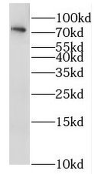 RAB11FIP1 Rabbit Polyclonal Antibody