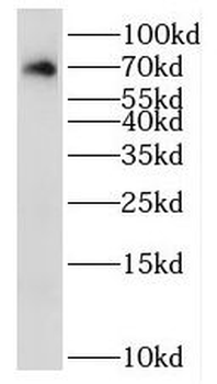 RAB11FIP5 Rabbit Polyclonal Antibody