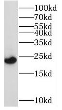 RAB1A Rabbit Polyclonal Antibody