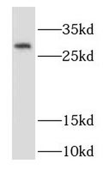 RAB32 Rabbit Polyclonal Antibody