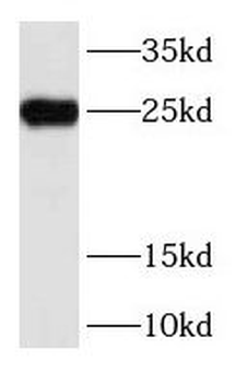 RAB5A Specific Rabbit Polyclonal Antibody