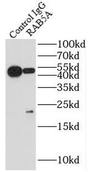 RAB5A Antibody