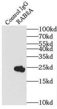 RAB8A Rabbit Polyclonal Antibody
