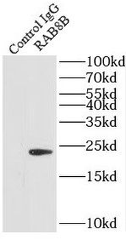 RAB8B Rabbit Polyclonal Antibody