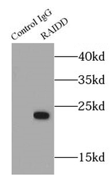 CRADD Rabbit Polyclonal Antibody